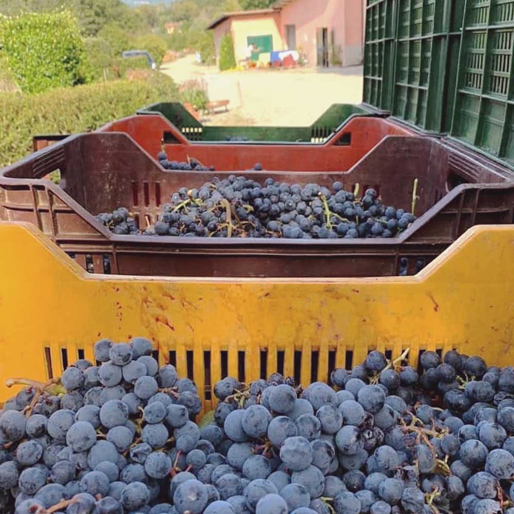 Thumb-uva-vino1