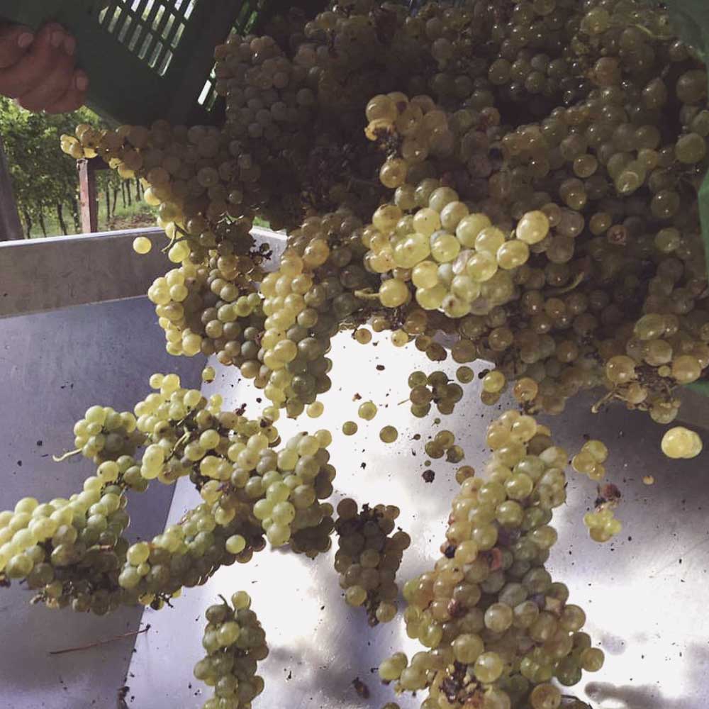 Thumb-vendemmia-2015