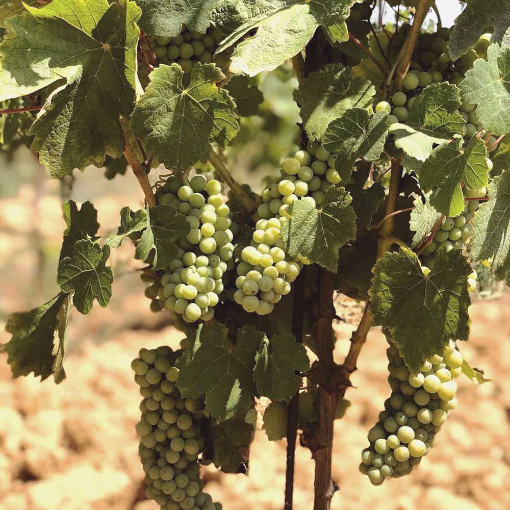 Thumb-vendemmia-2017